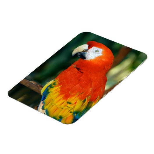 Scarlet Macaw Magneet (Linkerzijde)