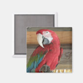 Scarlet Macaw Magnet (Voorkant / Achterkant)