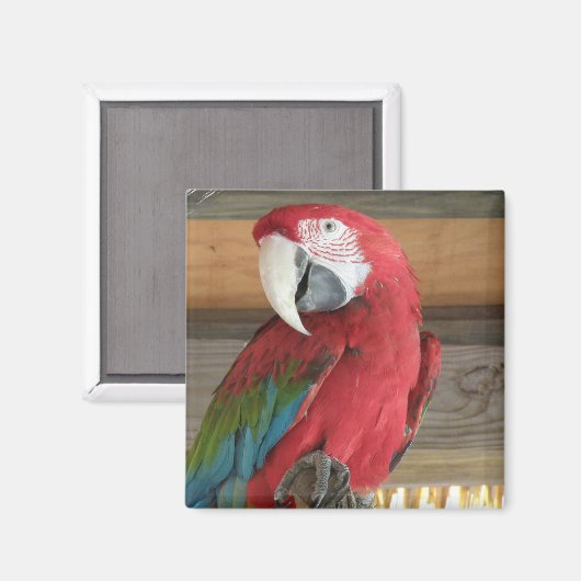 Scarlet Macaw Magnet (Voorkant / Achterkant)