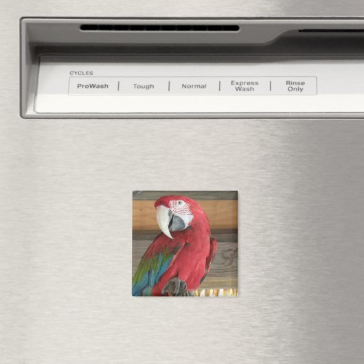 Scarlet Macaw Magnet (Insitu (Vaatwasser))