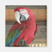 Scarlet Macaw Magnet (Voorkant)