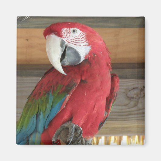Scarlet Macaw Magnet (Voorkant)