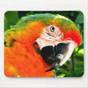 Scarlet Macaw Mousepad Muismat