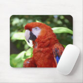 Scarlet Macaw Muismat (Met muis)