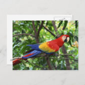 Scarlet macaw op boomledemaat briefkaart (Voorkant / Achterkant)