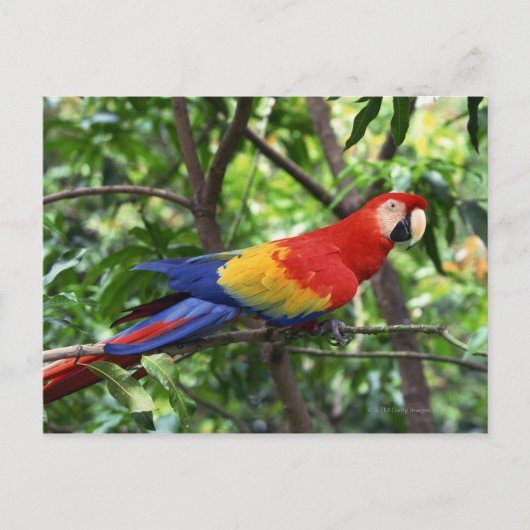 Scarlet macaw op boomledemaat briefkaart (Voorkant)