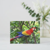 Scarlet macaw op boomledemaat briefkaart (Staand voorkant)