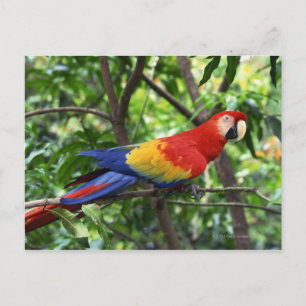 Scarlet macaw op boomledemaat briefkaart