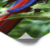 Scarlet macaw op boomledemaat poster (Hoek)