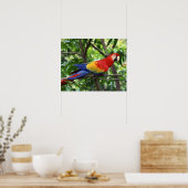 Scarlet macaw op boomledemaat poster (Keuken)