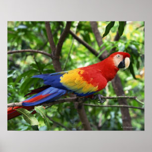Scarlet macaw op boomledemaat poster