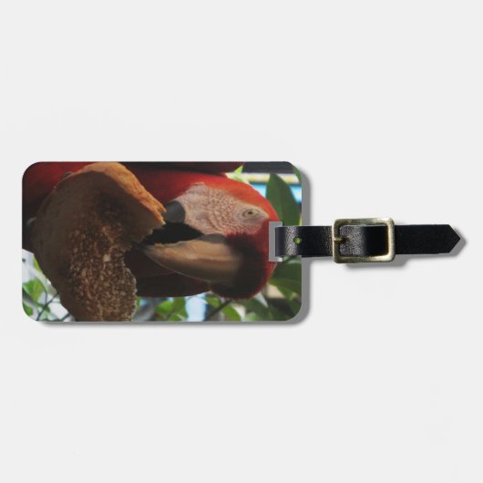 Scarlet Macaw Parrot Eating Toast Bagagelabel (Voorkant horizontaal)
