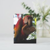 Scarlet Macaw Parrot Eating Toast Briefkaart (Staand voorkant)