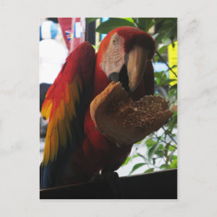 Scarlet Macaw Parrot Eating Toast Briefkaart