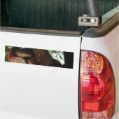 Scarlet Macaw Parrot Eating Toast Bumpersticker (Op Truck)