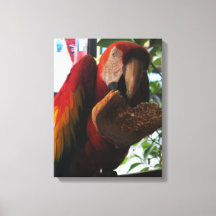 Scarlet Macaw Parrot Eating Toast Canvas Afdruk