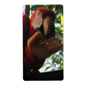 Scarlet Macaw Parrot Eating Toast Etiket