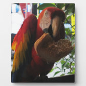 Scarlet Macaw Parrot Eating Toast Fotoplaat (Voorkant)