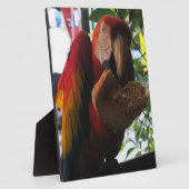 Scarlet Macaw Parrot Eating Toast Fotoplaat (Zijkant)