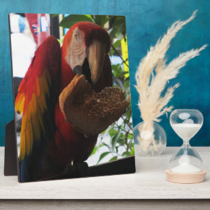 Scarlet Macaw Parrot Eating Toast Fotoplaat