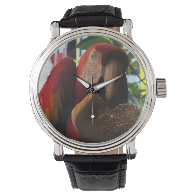 Scarlet Macaw Parrot Eating Toast Horloge (Voorkant)