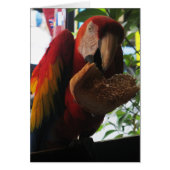 Scarlet Macaw Parrot Eating Toast Kaart (Voorkant)