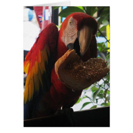 Scarlet Macaw Parrot Eating Toast Kaart (Voorkant)