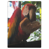 Scarlet Macaw Parrot Eating Toast Klembord (Achterkant)