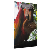 Scarlet Macaw Parrot Eating Toast Klembord (Rechts)