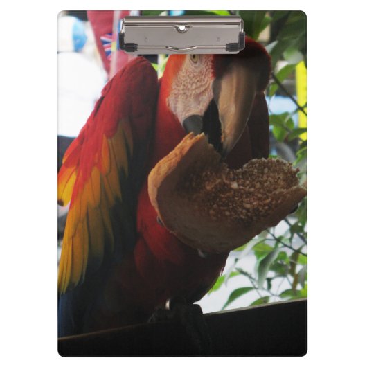 Scarlet Macaw Parrot Eating Toast Klembord (Voorkant)