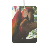 Scarlet Macaw Parrot Eating Toast Luchtverfrisser (Voorkant)
