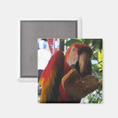 Scarlet Macaw Parrot Eating Toast Magneet (Voorkant / Achterkant)