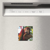 Scarlet Macaw Parrot Eating Toast Magneet (Insitu (Vaatwasser))