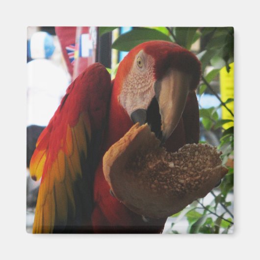Scarlet Macaw Parrot Eating Toast Magneet (Voorkant)