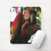 Scarlet Macaw Parrot Eating Toast Muismat (Met muis)