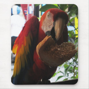 Scarlet Macaw Parrot Eating Toast Muismat