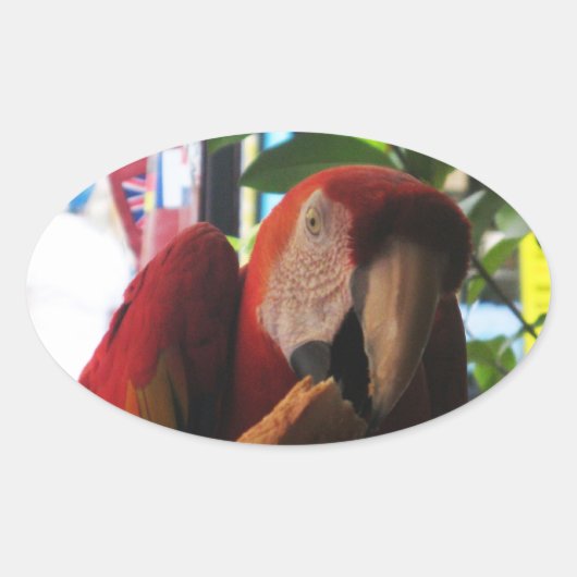 Scarlet Macaw Parrot Eating Toast Ovale Sticker (Voorkant)