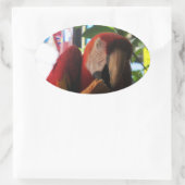 Scarlet Macaw Parrot Eating Toast Ovale Sticker (Tas)