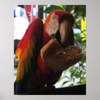 Scarlet Macaw Parrot Eating Toast