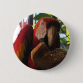 Scarlet Macaw Parrot Eating Toast Ronde Button 5,7 Cm (Voorkant)
