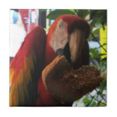 Scarlet Macaw Parrot Eating Toast Tegeltje (Voorkant)