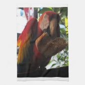 Scarlet Macaw Parrot Eating Toast Theedoek (Verticaal)