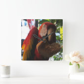 Scarlet Macaw Parrot Eatten Vierkante Klok (Huis)