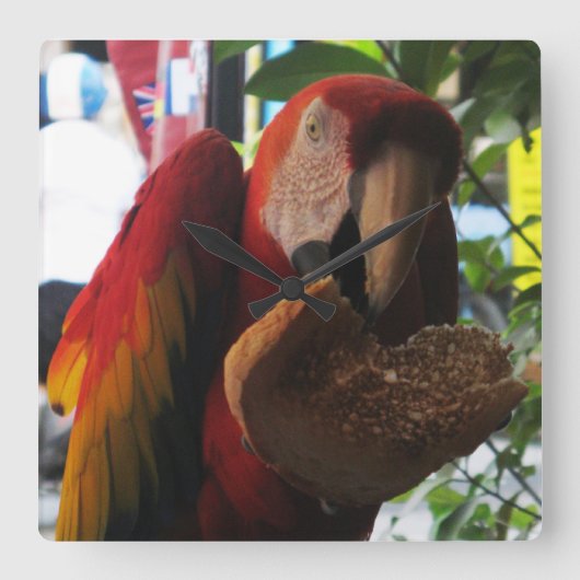Scarlet Macaw Parrot Eatten Vierkante Klok (Voorkant)
