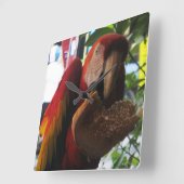 Scarlet Macaw Parrot Eatten Vierkante Klok (Hoek)