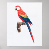  Scarlet Macaw Parrot Illustratie Poster (Voorkant)