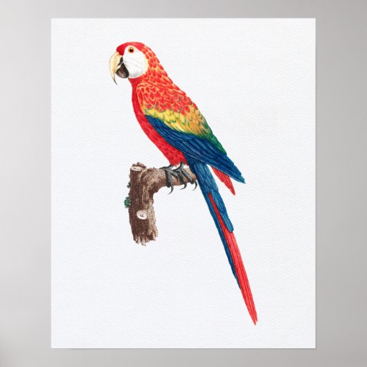  Scarlet Macaw Parrot Illustratie Poster (Voorkant)