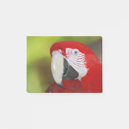  Scarlet Macaw Post-it® Notes (Voorkant)
