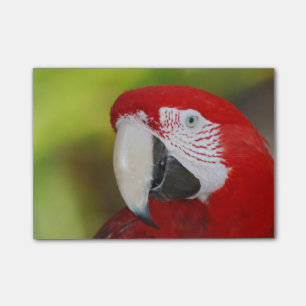 Scarlet Macaw Post-it® Notes