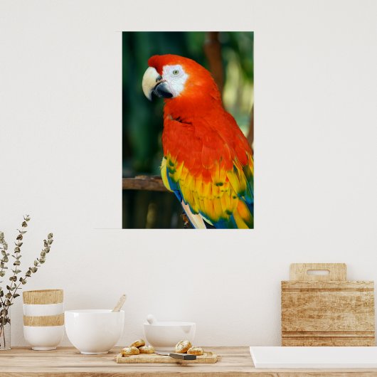 Scarlet Macaw Poster (Keuken)